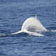 Illustration for article titled These rare photos of Migaloo the albino humpback whale are astonishing